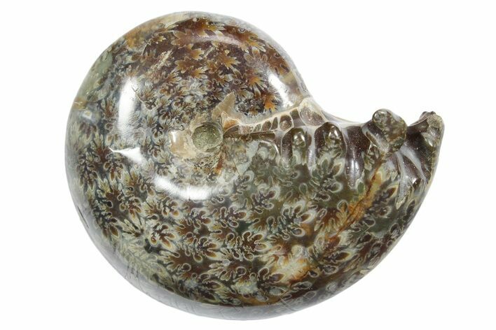 Polished Ammonite (Phylloceras) Fossil - Madagascar #349804